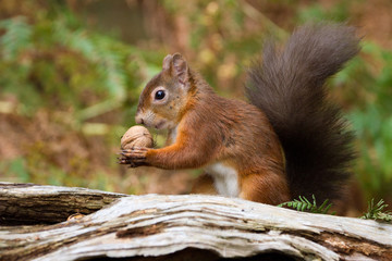 Naklejka na ściany i meble European Red Squirrel (sciurus vulgaris) In beautiful natural setting