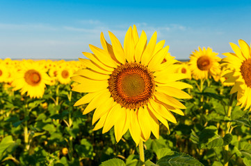single sunflower in the field.