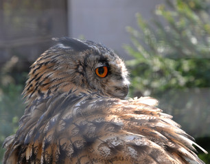 Uhu in Nahaufnahme