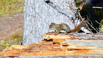 Canada and Canadian Rockies