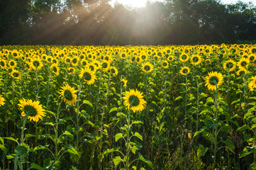 Obraz premium Back of sunflowers.