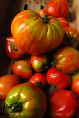 ripe beefsteak tomatoes assorted sizes in wooden crate at market
