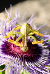 Detail of the stamp of a passion flower