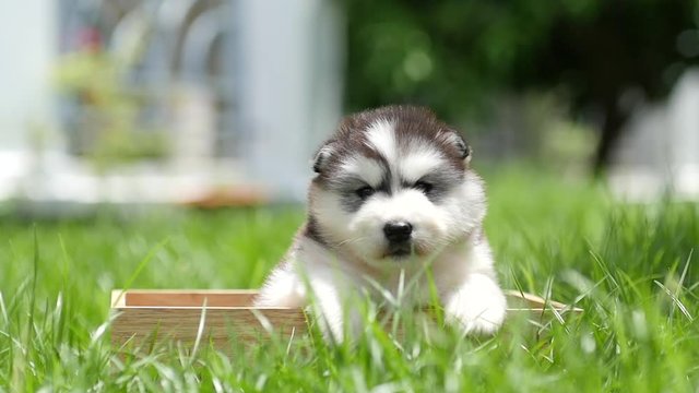 Cute siberian husky sitting in a wooden box at the park,slow motion