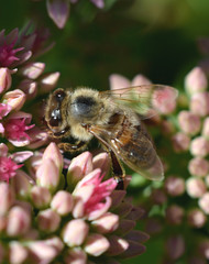 Honigbiene in Nahaufnahme