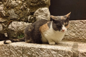 calico cat on stone steps