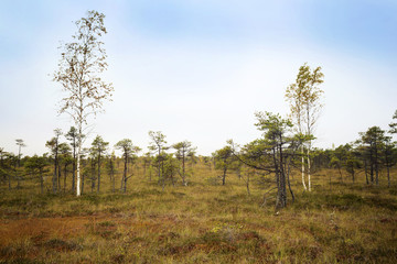 Latvia. beautiful colors in the swamp Dunikas