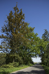 Naturschutzgebiet Ilverischer Altrheinschlinge