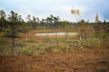 Latvia. beautiful colors  in the swamp Dunikas