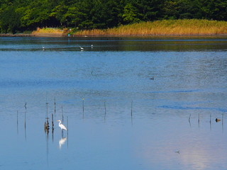 谷津干潟でたたずむ大サギ