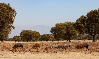 Iberian pigs grazing among the oaks