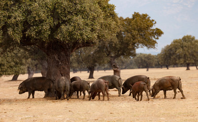 Obraz premium Iberian pigs grazing among the oaks