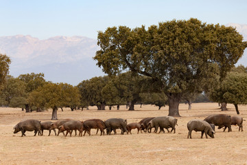 Naklejka na ściany i meble Iberian pigs grazing among the oaks