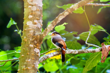 Colorful of Silver-breasted Broadbill (Saurolophus lunatus) beautiful uncommon male bird on branch in deep forest, Kaeng krachan national park,Thailand.
