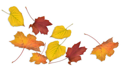 fallende Blätter, Herbstlaub