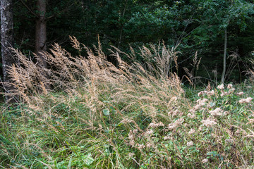 Verdorrte Gräser im Herbstwald