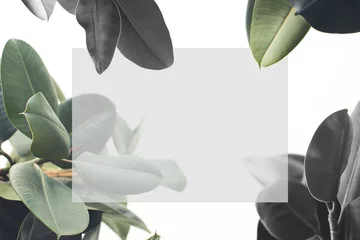 Fotobehang ficus plant met blanco kaart © LIGHTFIELD STUDIOS