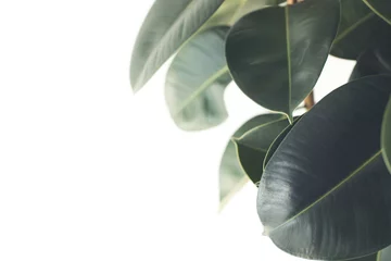 Plexiglas foto achterwand ficus plant © LIGHTFIELD STUDIOS