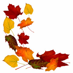 Naklejka na ściany i meble fallende Blätter, Herbstlaub