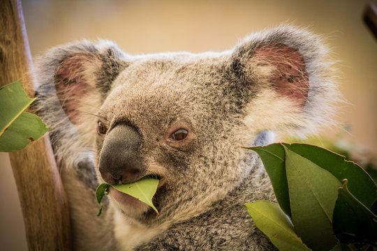 Koalabear Images – Browse 99 Stock Photos, Vectors, and Video | Adobe Stock