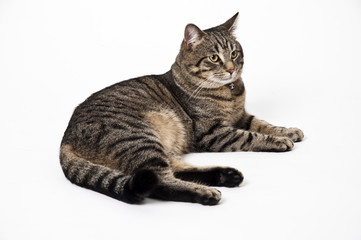 Adult gray lying cat with injury isolated
