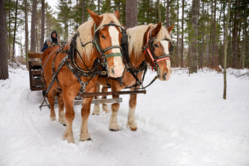 Two horses pulling sleigh