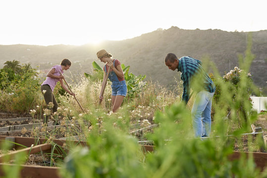 Three friends preparing a vegetable patch