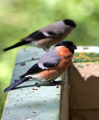 male bullfinch sits on the Board