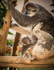 Baby Koala clinging to mother