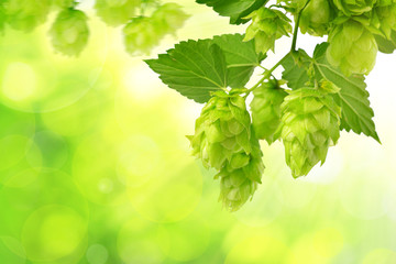 Branch of hop with cones and leaves (Humulus lupulus) on green natural background.