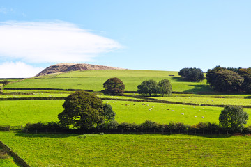 KInder Scout