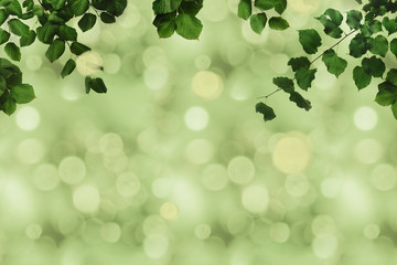 green foliage and bokeh