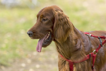 Setter dog close-up