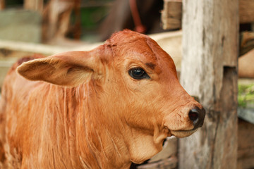 young brown calf, walk around farm