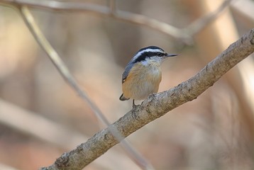 Red-Breasted Nuthatch  Perched on a Small Branch