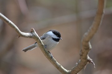 Chickadee Perched on a Small Branch
