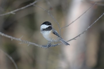 Chickadee Perched on a Small Branch