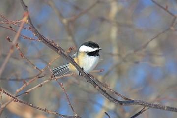 Chickadee Perched on a Small Branch