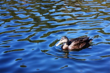 A Lone Duck in the Clear Blue Water