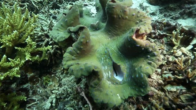 Giant clam underwater in Raja Ampat, West Papua 