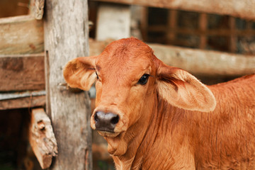 young brown calf, walk around farm