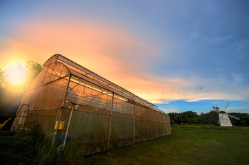Obraz premium Vegetable nets for protection against pests. The mosquito net to grow vegetables without using chemical pesticides in the sunset.Turbine wooden house and light of sunset in cloudy blue sky.
