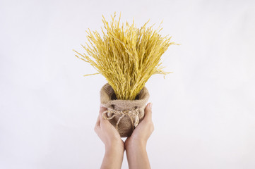 Woman's hands holding golden rice in hemp sack on white background