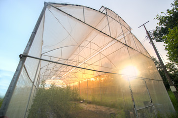 Vegetable nets for protection against pests. The mosquito net to grow vegetables without using chemical pesticides in the sunset.Turbine wooden house and light of sunset in cloudy blue sky.