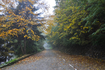Misty morning on the road in autumn. Fallen leaves on the road