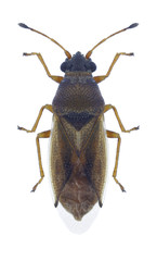 Bug Cymus glandicolor on a white background