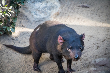 Unhappy Tasmanian Devil looking for food to scavenge