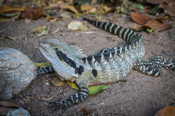 Close up of an Eastern Water Dragon