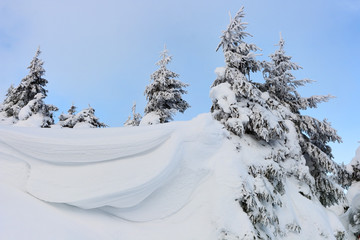 Firs covered with snow. Snowdrifts in the mountains. 