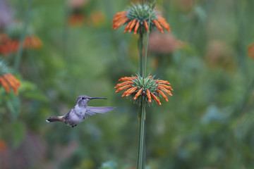 Oasis Hummingbird (Rhodopis vesper) in flight, feeding on orange flowers at the Hummingbird Sanctuary in the Azapa Valley near Arica in northern Chile.